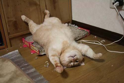 【画像】眠っている動物たち
