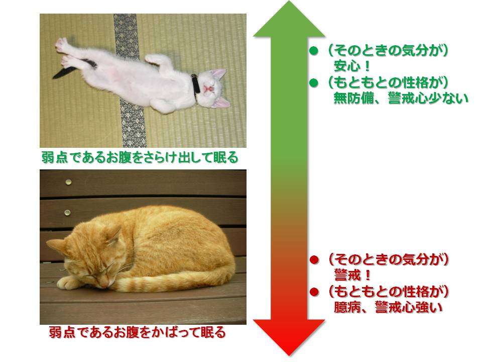 【画像】眠っている動物たち