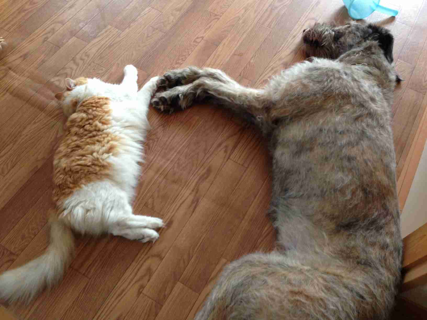 【画像】眠っている動物たち