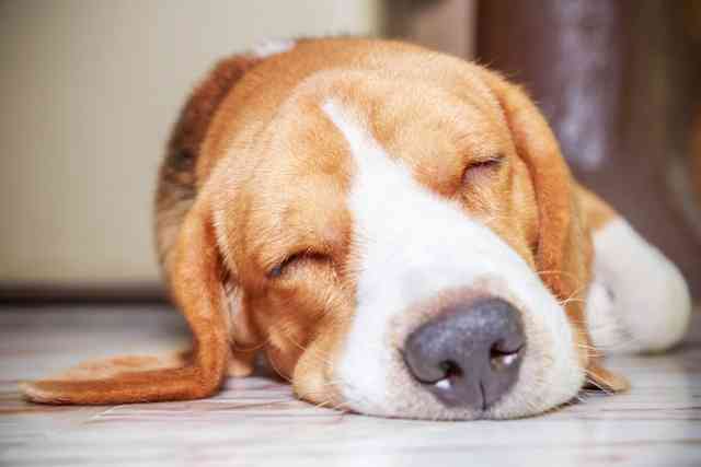 【画像】眠っている動物たち