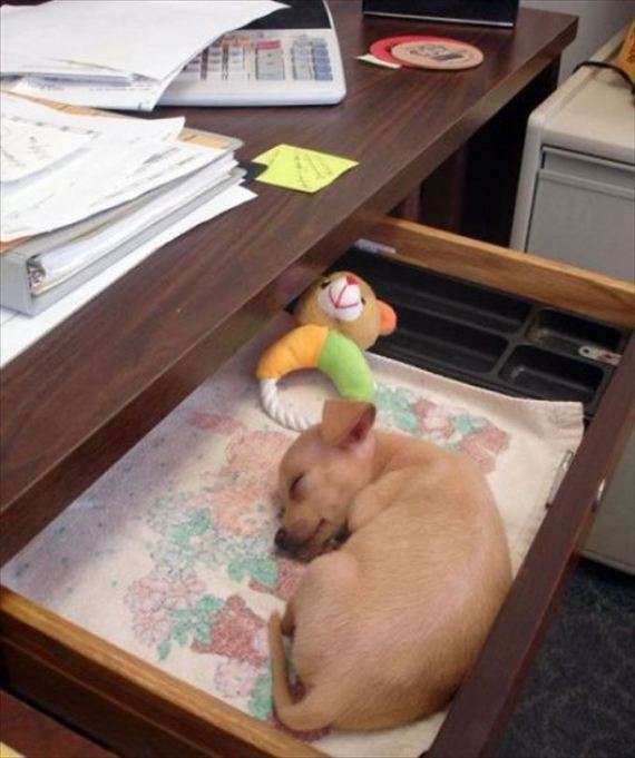 【画像】眠っている動物たち