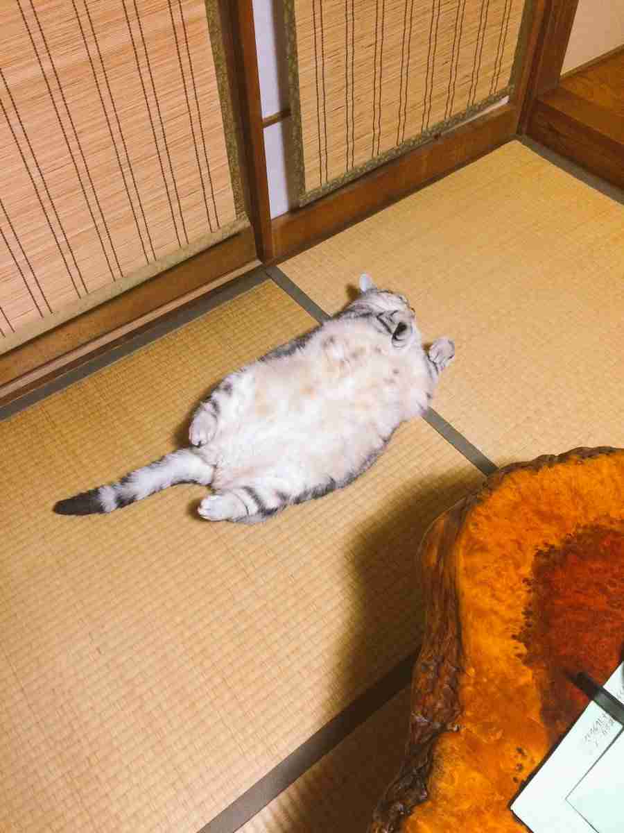【画像】眠っている動物たち