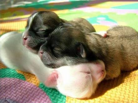 【画像】眠っている動物たち