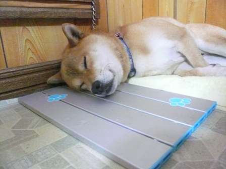 【画像】眠っている動物たち