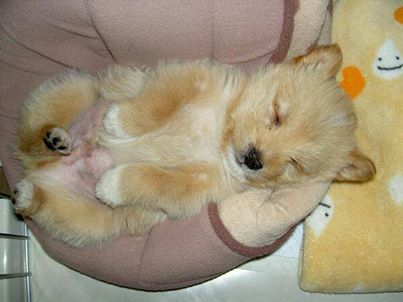 【画像】眠っている動物たち