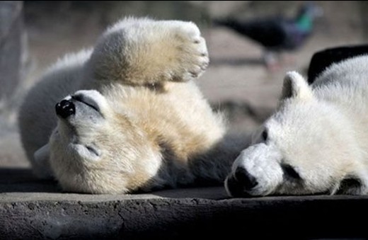 【画像】眠っている動物たち