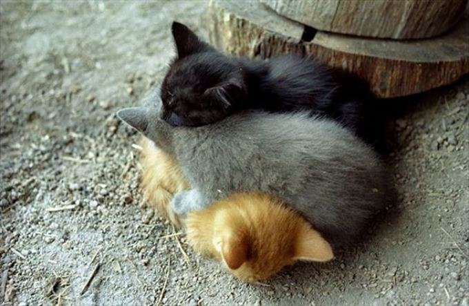 【画像】眠っている動物たち