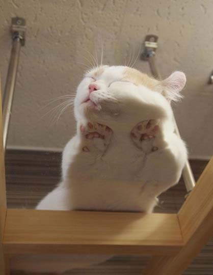 【画像】眠っている動物たち