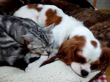 【画像】眠っている動物たち