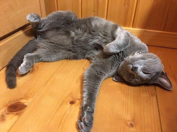 【画像】眠っている動物たち