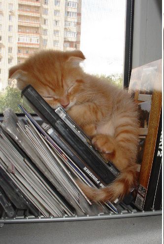 【画像】眠っている動物たち