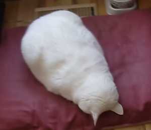 【画像】眠っている動物たち