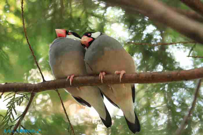 【画像】眠っている動物たち