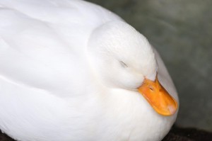 【画像】眠っている動物たち