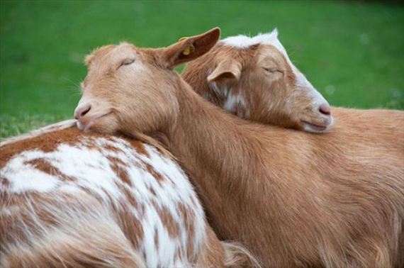 【画像】眠っている動物たち