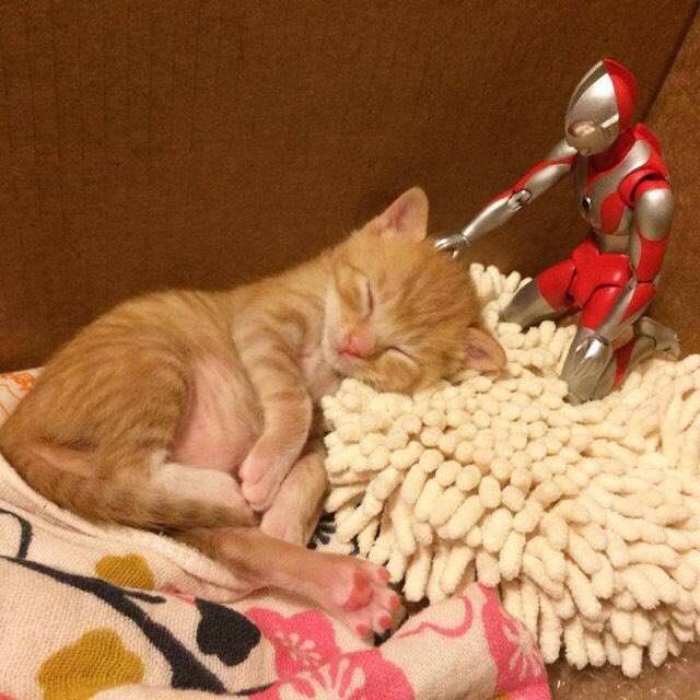 【画像】眠っている動物たち