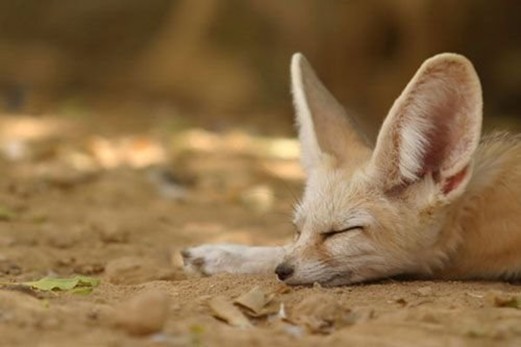 【画像】眠っている動物たち