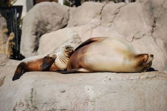 【画像】眠っている動物たち