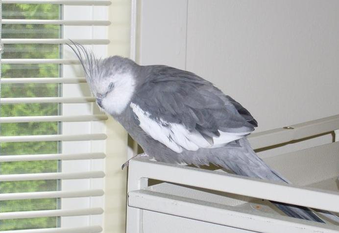 【画像】眠っている動物たち