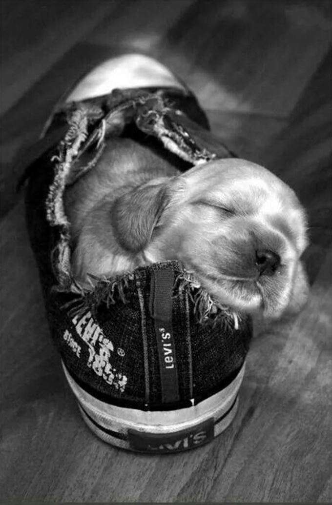 【画像】眠っている動物たち