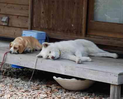 【画像】眠っている動物たち