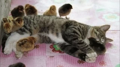 【画像】眠っている動物たち