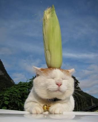 【画像】眠っている動物たち