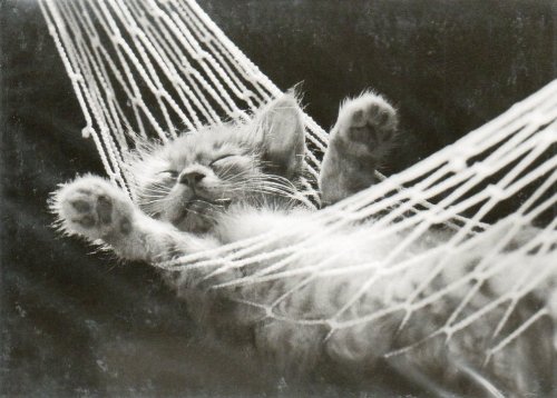 【画像】眠っている動物たち