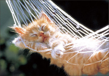 【画像】眠っている動物たち