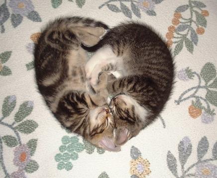 【画像】眠っている動物たち