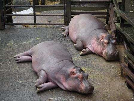 【画像】眠っている動物たち