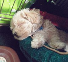 【画像】眠っている動物たち