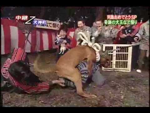 大型犬はいるのにどうして大型猫はいないの?←戦闘力が違うから