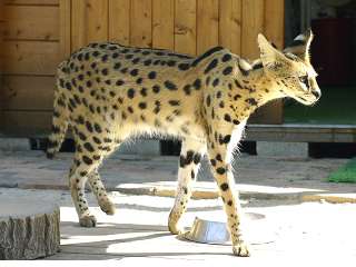 大型犬はいるのにどうして大型猫はいないの?←戦闘力が違うから
