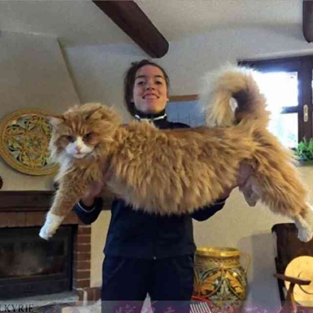 大型犬はいるのにどうして大型猫はいないの 戦闘力が違うから ガールズちゃんねる Girls Channel