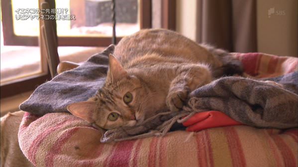 大型犬はいるのにどうして大型猫はいないの?←戦闘力が違うから
