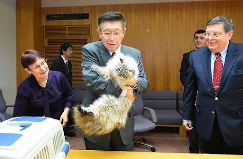 大型犬はいるのにどうして大型猫はいないの?←戦闘力が違うから