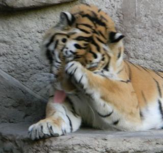 大型犬はいるのにどうして大型猫はいないの?←戦闘力が違うから