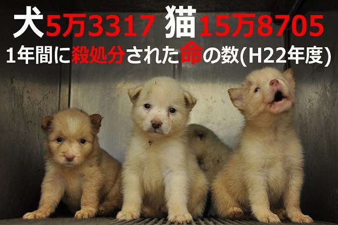 大型犬はいるのにどうして大型猫はいないの?←戦闘力が違うから