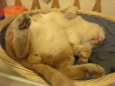 猫の「ω」の画像ください!