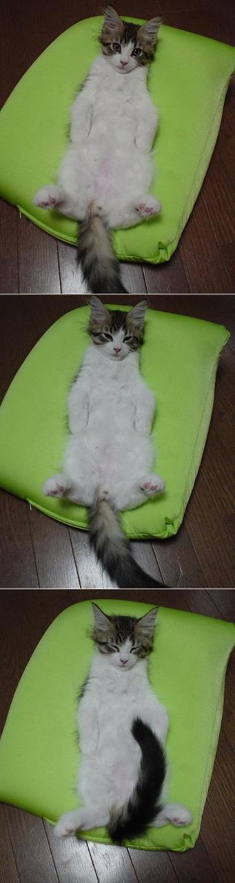 猫の「ω」の画像ください!