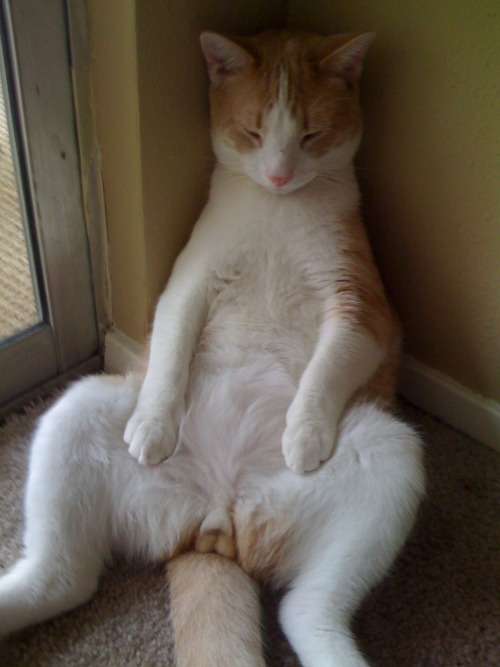 猫の「ω」の画像ください!