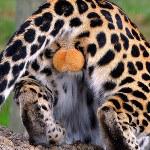 猫の「ω」の画像ください!