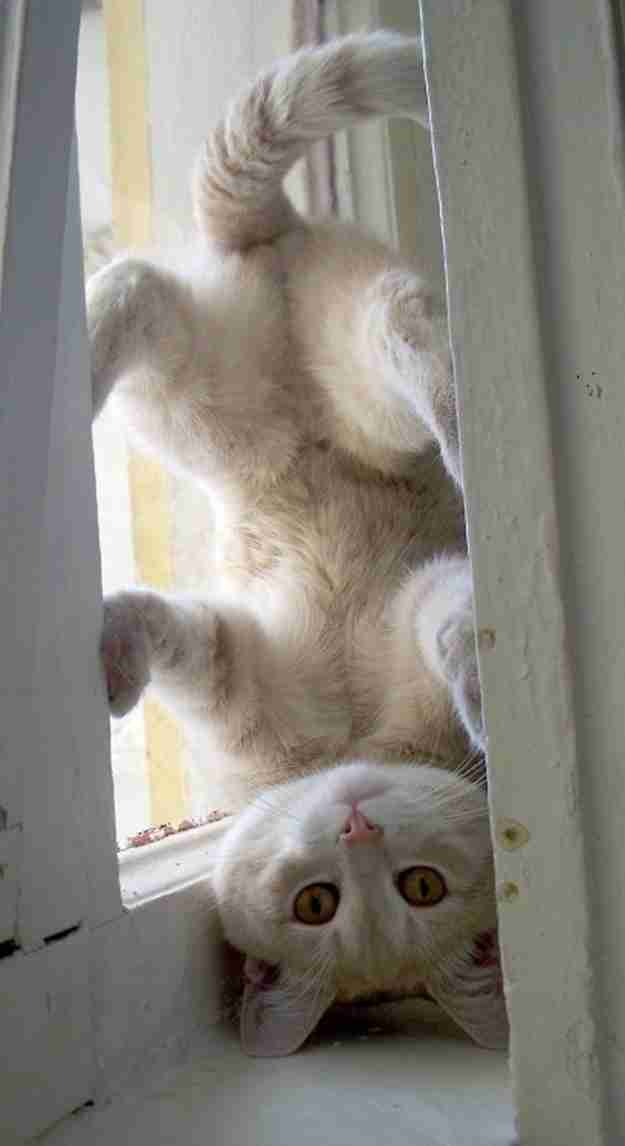猫の「ω」の画像ください!