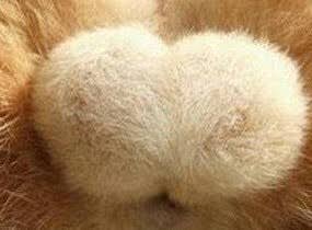 猫の「ω」の画像ください!