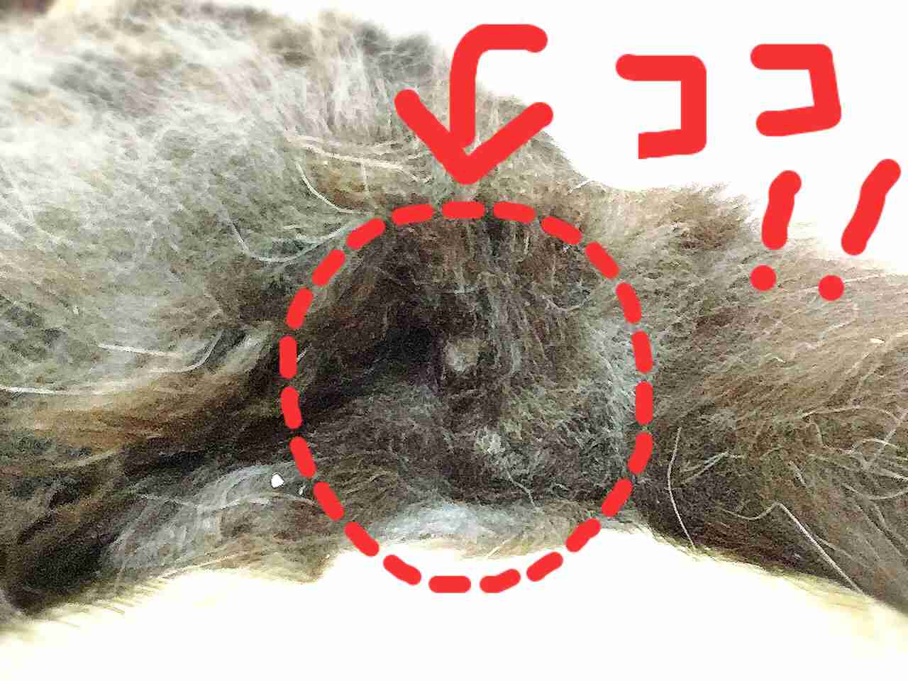 猫の「ω」の画像ください!