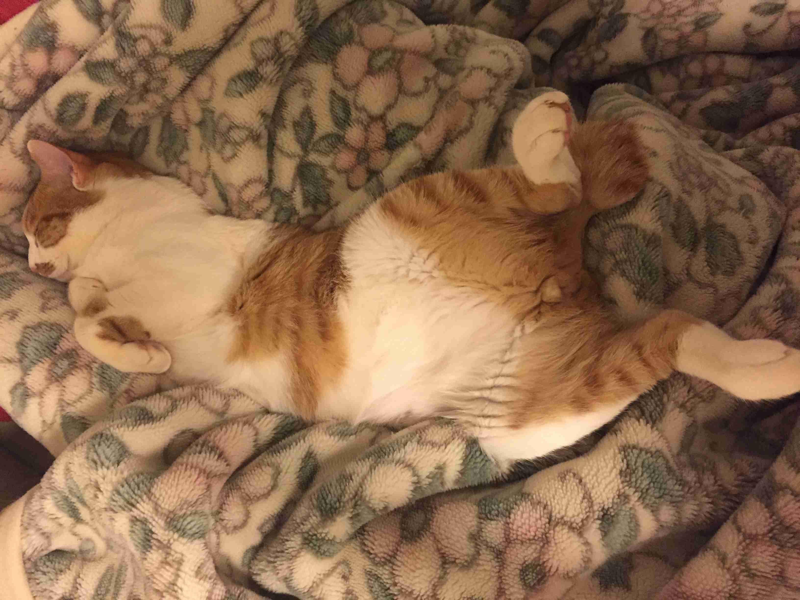 猫の「ω」の画像ください!