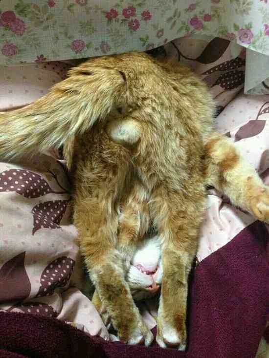 猫の「ω」の画像ください!