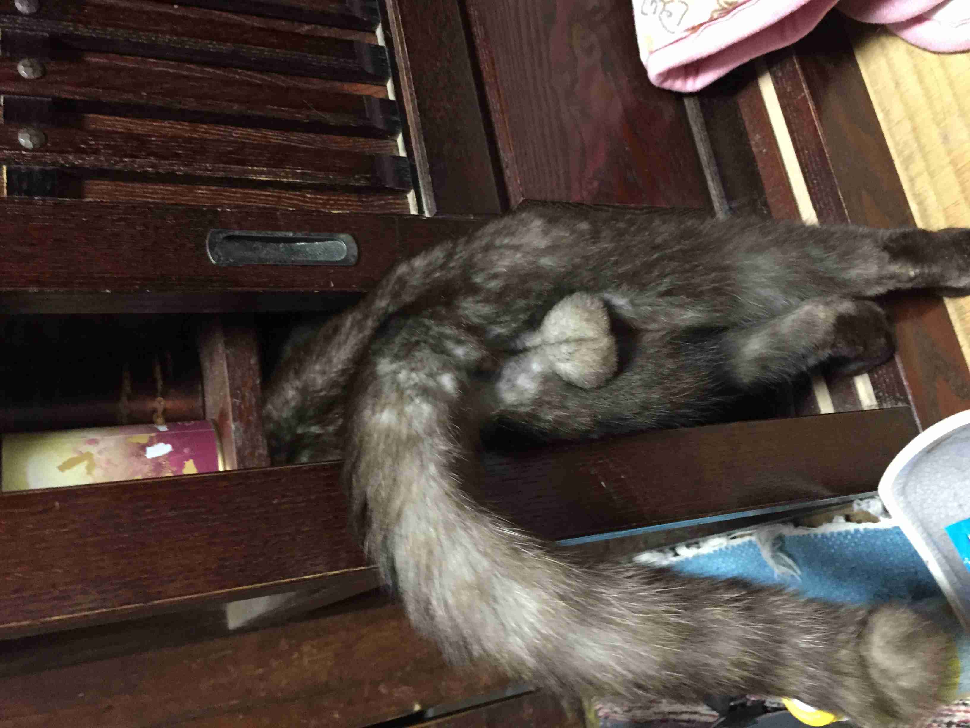 猫の「ω」の画像ください!