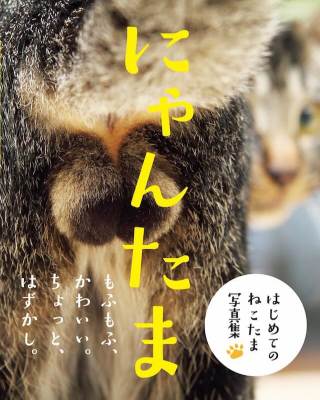 猫の「ω」の画像ください!